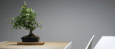 Bonsai